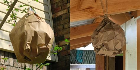 brown paper bag fake hornets nest|hanging brown paper bag outdoors.